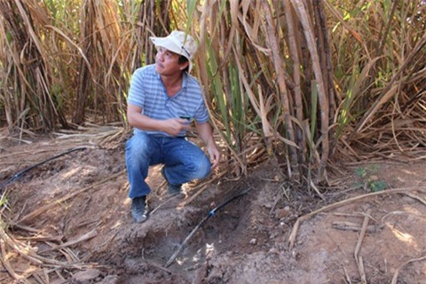 Bầu Đức cũng đầu tư không nhỏ và thu lời từ ngành trồng mía đường. Năm 2014, doanh thu của Hoàng Anh Gia Lai đạt hơn 3.000 tỷ đồng, trong đó doanh thu từ mía đường chiếm tỷ trọng lớn nhất, chiếm đến 1/3 tổng doanh thu. Trong quý I/2015, mía đường vẫn là lĩnh vực mang về doanh thu lớn nhất cho HAGL.