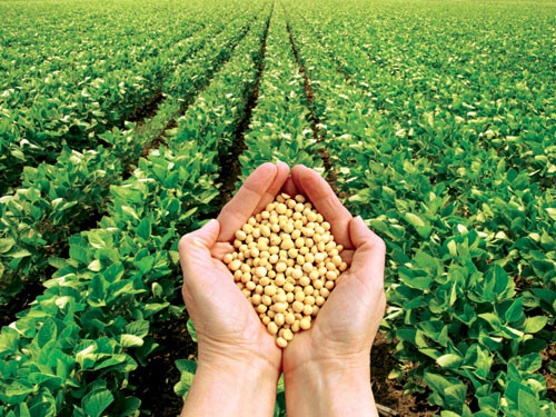 Nếu thành công, dự án này sẽ mang về cho đại gia Đoàn Nguyên Đức nguồn lợi nhuận không nhỏ. Đây là sự hợp tác 3 bên giữa Hoàng Anh Gia Lai, NutiFood và Viện Khoa học kỹ thuật Nông nghiệp miền Nam.