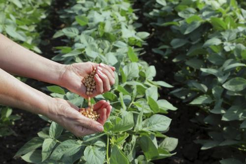 Ngoài chăn nuôi, ông chủ Hoàng Anh Gia Lai còn đầu tư cho trồng trọt khi trồng 1.000 ha đậu nành làm sữa trong năm 2015. Dự kiến năm đầu có 2.500 tấn đậu, cho ra 3,5 triệu lít sữa. Sản lượng sẽ tăng lên khoảng 20.000 tấn trong những năm tiếp theo, để sản xuất mỗi năm 185 triệu lít sữa đậu nành.