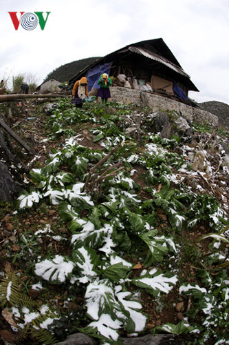 Đợt băng tuyết này gây thiệt hại về tài sản hoa màu của đồng bào huyện vùng cao Mèo Vạc. Ảnh: VOV.