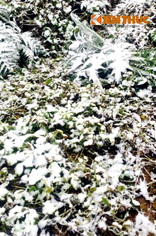 Tuyết phủ kín cây cỏ.