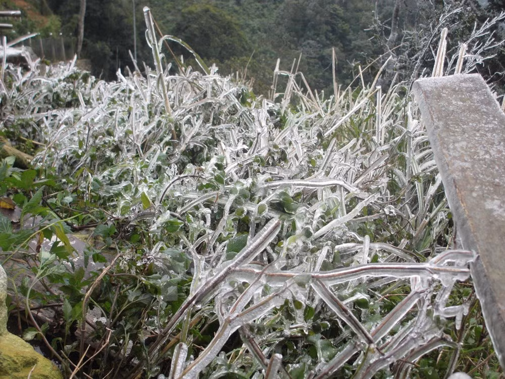 Không khí lạnh tràn về khiến cho nền nhiệt độ trên đỉnh Tam Đảo xuống thấp, đặc biệt, các điểm cao nhất của đỉnh núi xuất hiện băng giá. Ảnh: TTXVN.