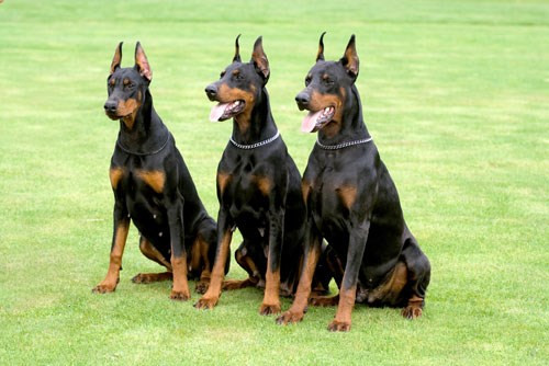 Dù giá bán "chát" lên tới 30-35 triệu đồng/con nhưng giống chó Doberman thường rất khó tìm để mua ở trong nước.