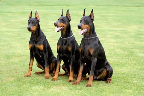 Dù giá bán "chát" lên tới 30-35 triệu đồng/con nhưng giống chó Doberman thường rất khó tìm để mua ở trong nước.