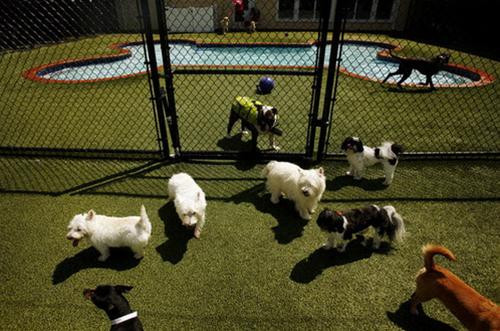 Hiện có hàng chục khu nghỉ mát sang trọng dành cho thú cưng ở các sân bay trên đất Mỹ. Điển hình là khu nghỉ mát cao cấp có tên Pet Paradise Resort trong sân bay Charlotte (North Carolina, Mỹ).