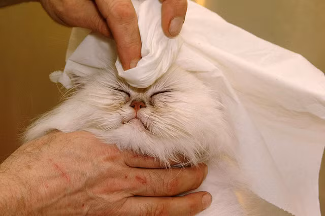 Mèo Tosca được chăm sóc tại trung tâm làm đẹp cho thú cưng The Pet Pavilion, London, Anh.