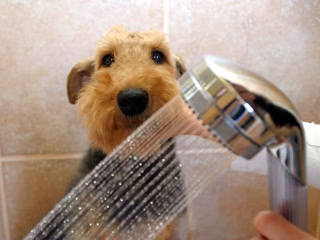 Chú chó Grappa đang được nhân viên tắm và massage trong một salon làm đẹp dành riêng cho chó mèo ở Warsar, Ba Lan.