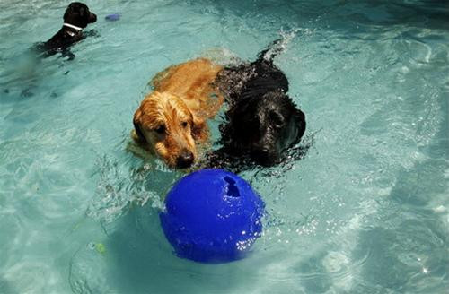 Những vị khách chó của khu nghỉ dưỡng Pet Paradise bơi lội chơi đùa trong hồ bơi. Những chú chó thường chơi đùa riêng với nhau tùy theo sự tương đồng về kích cỡ và tính tình.