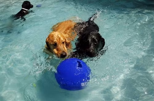 Những vị khách chó của khu nghỉ dưỡng Pet Paradise bơi lội chơi đùa trong hồ bơi. Những chú chó thường chơi đùa riêng với nhau tùy theo sự tương đồng về kích cỡ và tính tình.