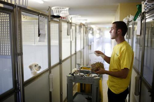 Một nhân viên đọc hướng dẫn suất ăn dán trước cửa phòng một vị khách chó ở khu nghỉ dưỡng Pet Paradise.