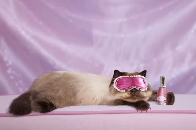 Ở nhiều quốc gia trên thế giới, những dịch vụ chăm sóc, làm đẹp cho thú cưng ngày càng nở rộ. Ảnh: Mèo đánh móng tay hồng, bịt mắt hồng lim dim thư giãn.