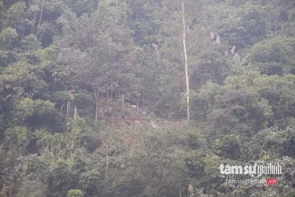 Cánh rừng già nơi ông Bình sống.