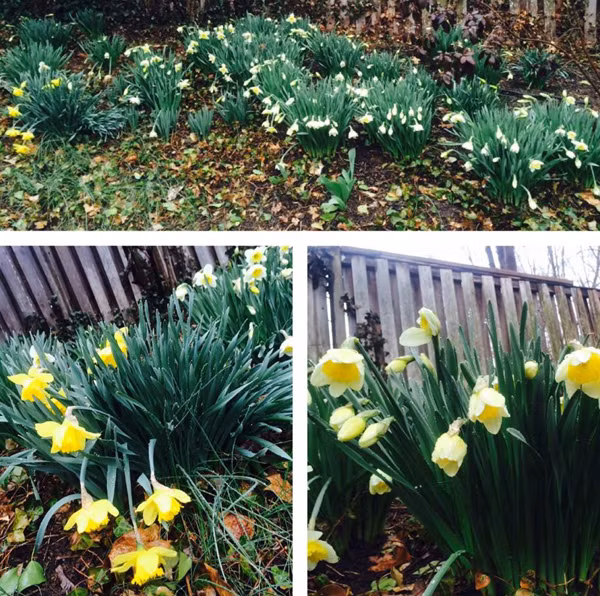 Khu vườn rộng nhà Bằng Lăng trồng rất nhiều loại hoa đủ màu sắc như anh đào, thủy tiên, huệ tây, tulip...Ảnh: Hoa thủy tiên và huệ tây được trồng thành khóm chạy dọc hàng rào quanh vườn.