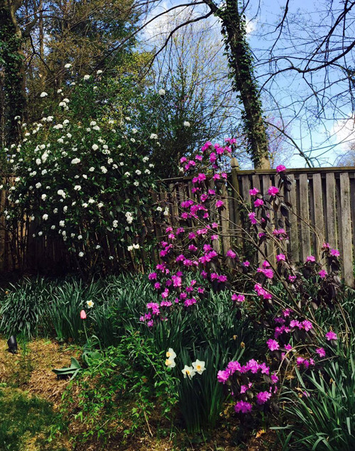 Là những người yêu thiên nhiên và có hai cậu con trai nhỏ nên vợ chồng cựu người mẫu Bằng Lăng dành phần lớn diện tích trong khu nhà của mình ở Mỹ để trồng các loại cây hoa, rau xanh.