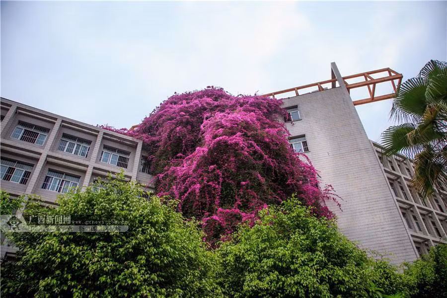  Tòa nhà có giàn hoa rủ đẹp mê ly khiến nhiều người choáng ngợp bởi giàn hoa cao tới 15 mét.