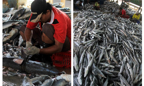 Vây cá thường được phơi khô trước khi chuyển sang các quốc gia khác tại châu Á. Theo Jakarta Post, mỗi năm, Indonesia lại sản xuất ít nhất 486 tấn vây cá khô.