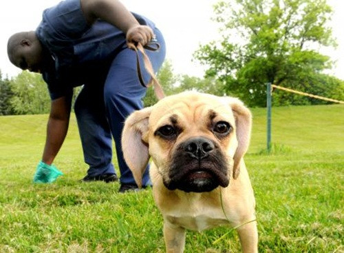 Meg Retinger - Giám đốc công ty BioPet Vet Lab, đã sáng chế ra bộ sản phẩm xét nghiệm DNA từ phân chó năm 2010 với tên gọi PooPrints. Năm 2008, một trong những nhà khoa học ở công ty cô phàn nàn về việc dẫm phải phân chó trên đường đi làm. Do đó, BioPet Vet Lab đã có ý tưởng về bộ sản phẩm xét nghiệm DNA từ phân chó.