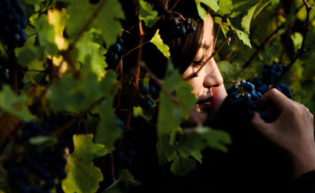 Trang trại sản xuất rượu vang của vợ chồng Triệu Vy ở Pháp có tên là Château Monlot.