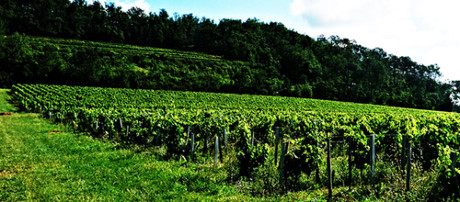 Cô còn mời những chuyên gia về thổ nhưỡng, nghệ nhân ủ rượu giỏi nhất nước Pháp là nhà vi sinh vật học Romanee Conti và Giáo sư Claude Bourguignon tư vấn để hoàn thiện công nghệ từ trồng nho tới sản xuất rượu.