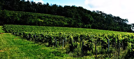 Cô còn mời những chuyên gia về thổ nhưỡng, nghệ nhân ủ rượu giỏi nhất nước Pháp là nhà vi sinh vật học Romanee Conti và Giáo sư Claude Bourguignon tư vấn để hoàn thiện công nghệ từ trồng nho tới sản xuất rượu.