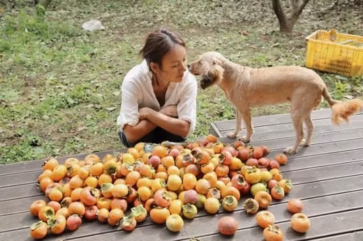 Đảo Jeju là nơi trồng hồng nổi tiếng của đất nước Hàn Quốc. Nữ hoàng gợi cảm xứ Hàn thu hoạch được rất nhiều hồng trong vườn.