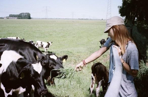 Khi có thời gian, Lee Hyori cũng tới trang trại cho bò ăn.