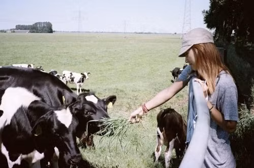 Khi có thời gian, Lee Hyori cũng tới trang trại cho bò ăn.