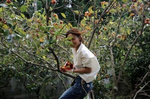 Cô tự thu hoạch những quả hồng chín trong vườn.