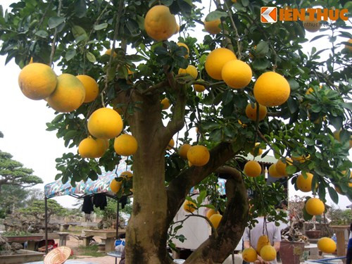 Chậu bưởi cảnh này ước tính cao khoảng 3- 3,5m, tán rộng và có tới 60 – 70 trái bưởi chín vàng, tỏa ra mùi thơm dễ chịu.