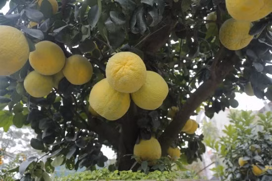 Tuy được trồng trong chậu cảnh nhưng cây bưởi này vẫn lên xanh tốt. Năm nay, cây cho ra khoảng 70 quả, kết thành chum 2 – 3 quả. Tất cả đều kết trái tự nhiên không cấy ghép.