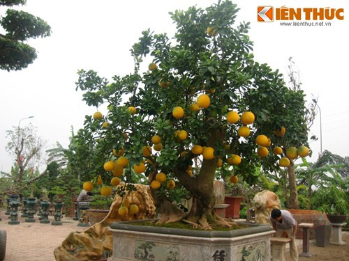 Chậu bưởi cảnh trị giá gần 100 triệu của nghệ nhân Chu Mạnh Hùng được đặt tại vườn cảnh ở Phúc Thọ (Sơn Tây- Hà Nội).