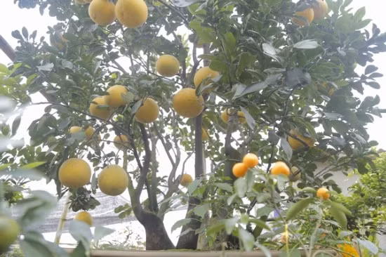 Theo anh Thọ, cây bưởi này đã được đem đi triển lãm trong nhiều dịp. Có rất nhiều người đến xem và trả giá lên đến vài cây vàng nhưng anh vẫn chưa bán. Anh chỉ muốn cho thuê chơi Tết với giá 60-70 triệu đồng.