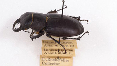Trong hơn 80 năm (từ 10 tuổi đến nay là hơn 90 tuổi), David Rockefeller Sr luôn trung thành với đam mệ bọ cánh cứng của mình. Ông có thể chi hàng triệu đô la để mua một con bọ cánh cứng quý hiếm mà không lăn tăn bất kỳ điều gì. Đây không phải tỷ phú thế giới duy nhất có bộ sưu tập kỳ lạ.