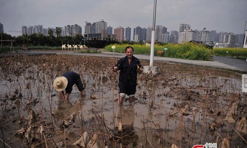 Lãnh đạo nhà máy đã cho phép công nhân trồng rau, chăn nuôi vừa để thư giãn vừa có thành phẩm đem về nhà dùng.