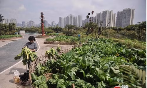 Trang trại 100m2 này ở phía tây nam thành phố Trùng Khánh của Trung Quốc. Từ trên cao nhìn xuống bạn có thể thấy nó giống như một nông trại bình thường với nhiều cây trồng, cây xanh và hồ nước. Nhưng điều khác biệt ở đây là nó được “mọc” trên nóc của một nhà máy sản xuất cửa.