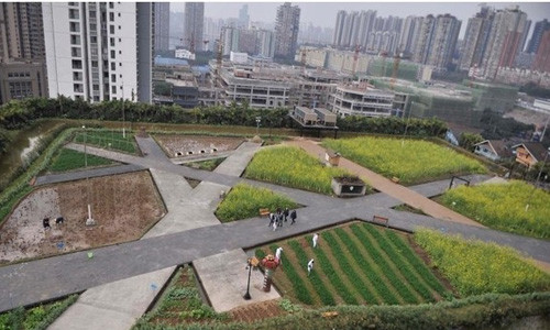 Trang trại "mọc" trên nóc nhà máy ở Trung Quốc: Công nhân trong một nhà máy ở Trung Quốc đã tận dụng khoảng sân thượng trên nóc nhà máy để làm trang trại trồng rau, nuôi gia súc.