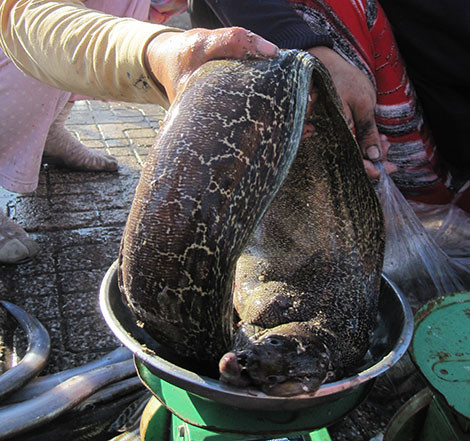 Ông Bảy cho hay: “Chình sống cố thủ trong các hang hốc ở các rạn san hô trong khuôn viên vịnh Nha Trang như ở khu Bãi Tiên, Bích Đầm, Đầm Bấy... Tại các nơi này, từng có người câu được những con chình cụ hàng chục năm tuổi, nặng gần 30kg. Để đưa được những con chình cụ ấy lên bờ, cần thủ phải vật lộn mệt lừ, có khi quần từ sáng tới chiều tối mà phần thắng lại thuộc về... con chình khủng”.