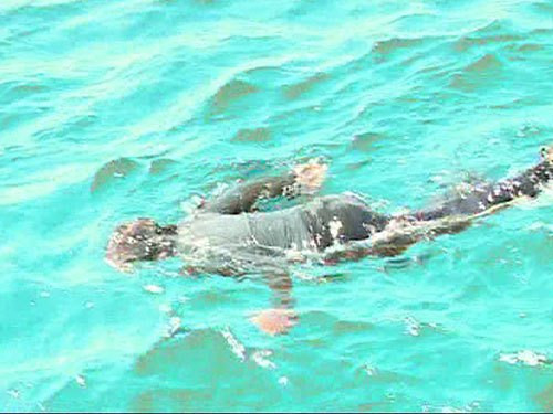 Để săn được đỉa biển và nhiều sản vật khác, ngư dân địa phương phải mạo hiểm, đánh bạc với thủy thần dưới đáy đại dương. Nghề lặn, nhất là lặn săn hải sâm do lặn quá sâu, chừng 60 – 70m nên luôn đối mặt với hiểm nguy, nếu không cẩn thận lập tức bị tai biến, nhẹ thì bị liệt còn nặng thì coi như… bỏ mạng giữa biển.