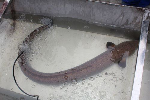 Ông Sáu cũng từng săn chình và theo chia sẻ của ông, với nghề lặn, ông không ngại lặn sâu, nằm lâu dưới đáy biển hay những dòng chảy quỷ thần, ông chỉ sợ lúc mò ở rạn hay bắn cá gặp phải những con chình tinh. Như ông Sáu chia sẻ, với dân câu chình vì kế sinh nhai, mỗi con chình được trục vớt từ đáy biển sâu luôn dập dờn bóng dáng của... thần chết.