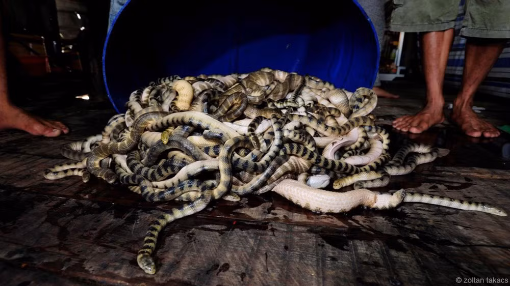 Rắn biển có tên gọi khác là đẻn. Trước đây, nghề săn rắn biển chỉ có ở các bờ biển Nam trung bộ và Nam bộ. Hiện nay, săn rắn biển đã có mặt ở các vùng biển Thanh Hóa, Nghệ An, Hà Tĩnh.