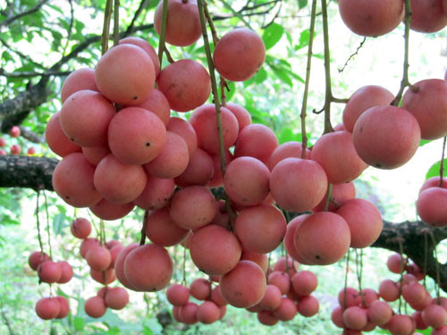 Quả dâu rừng nhỏ nhưng mọc thành chùm khiến người nhìn thấy lần đầu có cảm giác vừa quen vừa lạ. Giống cây này đôi khi ra trái như những chùm nho chín đỏ, lủng lẳng trên cành, lúc lại mọc chi chít ở thân cây như sung bám.