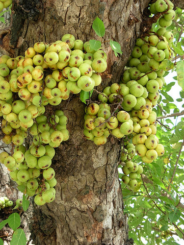 Cây sung: Sung là một loại cây thân gỗ, lớn nhanh, phân bố chủ yếu ở các vùng nhiệt đới và cận nhiệt đới, hầu như có mặt rộng rãi trên khắp đất nước Việt Nam. Cây mọc hoang dại ở các vùng nhiệt đới và cận nhiệt đới tại những nơi đất ẩm bìa rừng, nhiều nhất là ven các bờ nước ao, hồ, sông, suối.