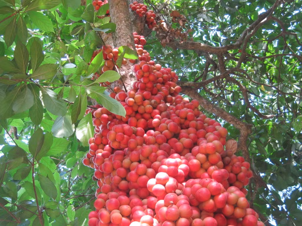 Quả dâu rừng phát triển từ thân cây và chuyển màu khi tiết trời bắt đầu sang đông.