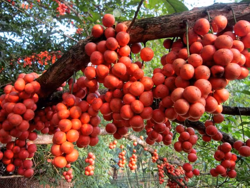 Dâu rừng là một trong những loại cây kỳ lạ có nhiều tên gọi như dâu đất, dâu da, mọc chủ yếu ở vùng núi, trung du nhiều tỉnh miền Trung. Tuy cùng họ với bòn bon, nhưng dâu rừng khi chín có màu đỏ rực, được biết đến nhiều nhất ở vùng rừng núi của Quảng Nam.