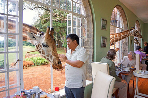 Trải nghiệm ăn uống với hươu cao cổ tại nhà hàng Giraffe Manor ở Langata, Kenya.