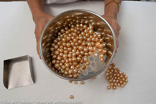 Sau khi tách khỏi trai, ngọc được đưa vào phòng kỹ thuật để kiểm tra. Tại đây, ngọc trai sẽ được sàng lọc, chia ra nhiều kích cỡ khác nhau: tròn, bầu dục, dẹt...