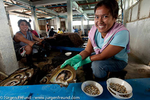 Các nhân viên người Philippines đang ngồi tách trai lấy ngọc.