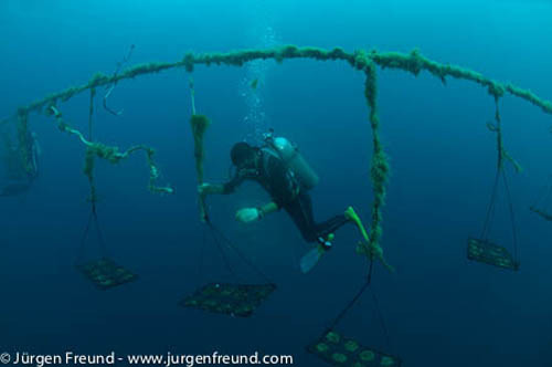 Tùy vào giống trai và độ mặn nước biển, ngọc trai cho nhiều màu sắc khác nhau như trắng, bạc, đen, vàng.