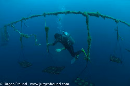 Tùy vào giống trai và độ mặn nước biển, ngọc trai cho nhiều màu sắc khác nhau như trắng, bạc, đen, vàng.