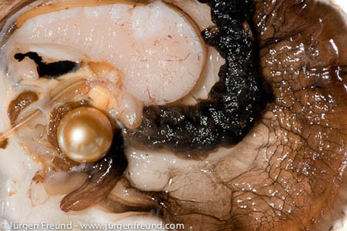 Viên ngọc ẩn trong lớp thịt trai được khéo léo lấy ra.